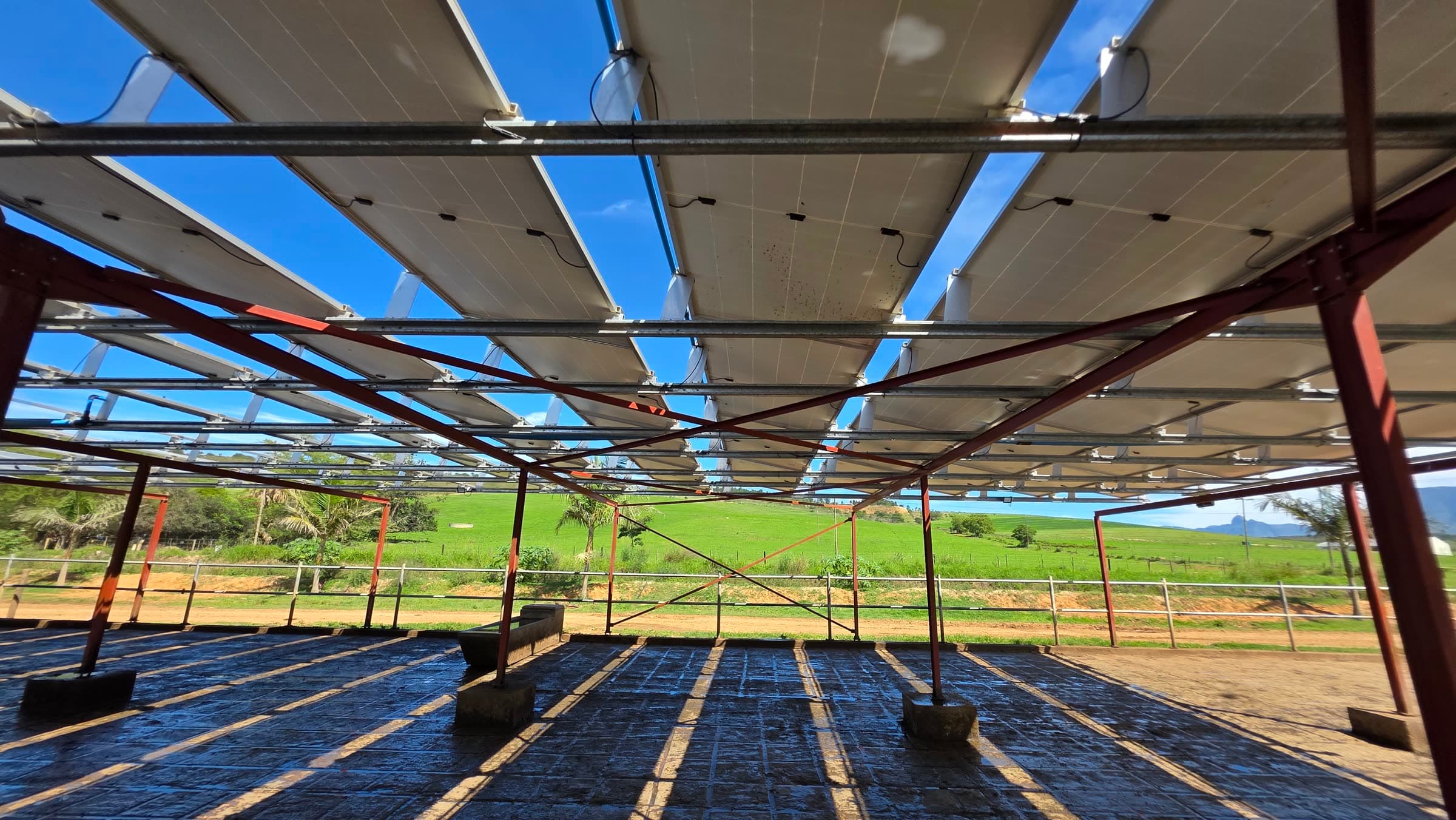 Dairy farm: The canopy structure from below